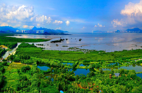 深圳湾滨海红树林湿地修复项目