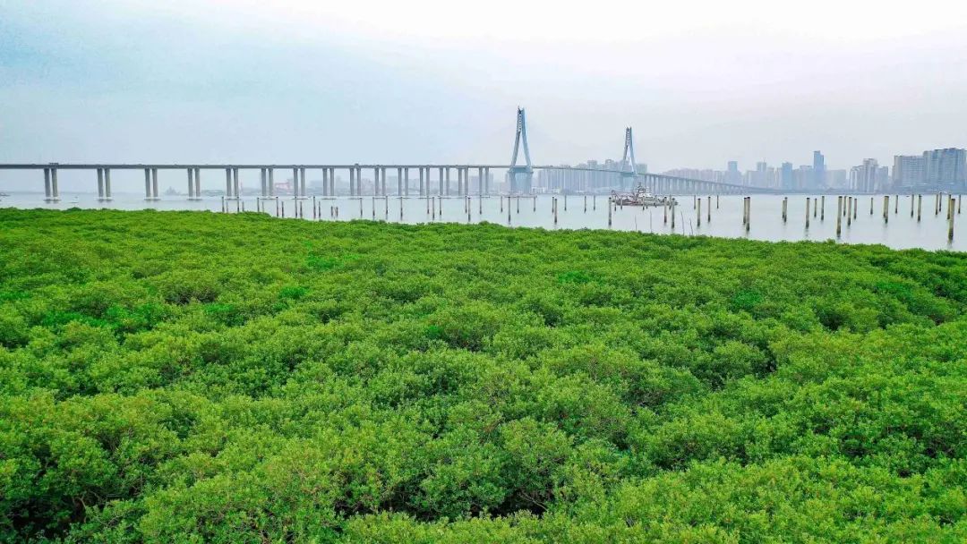 湛江市坡头区林地保护利用规划