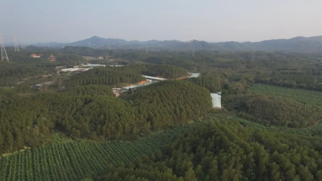 阳江市国有阳江林场2019年森林补植造林及抚育项目